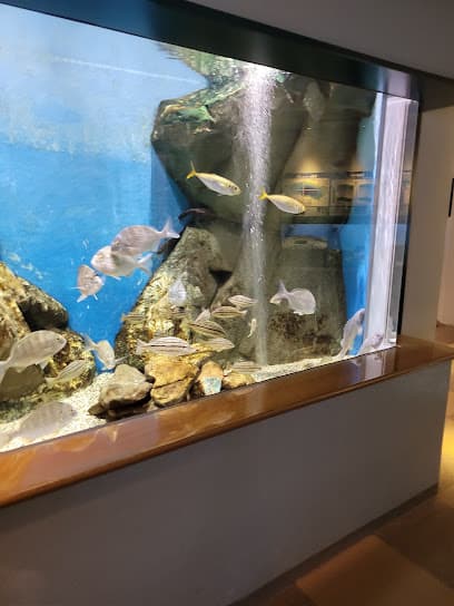 島根県立宍道湖自然館 ゴビウス
